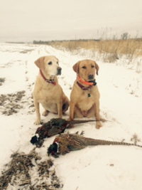 Labs and Pheasants
