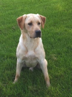 T-Birds Cooper - Pointing Labrador